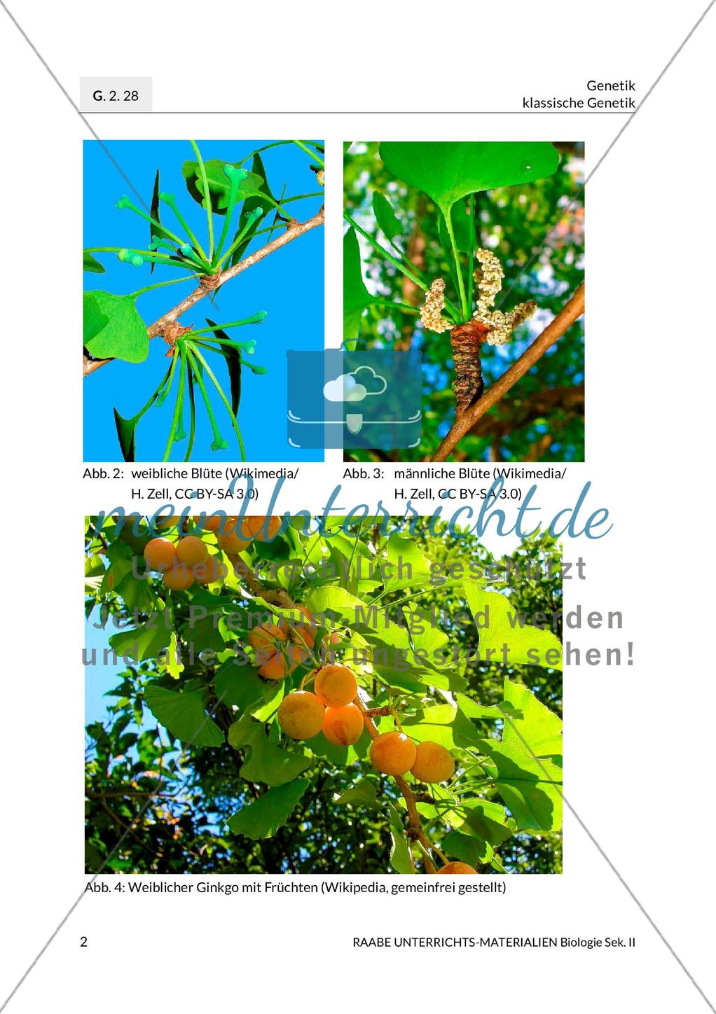 Ginkgo biloba – ein lebendes Fossil? Preview 5