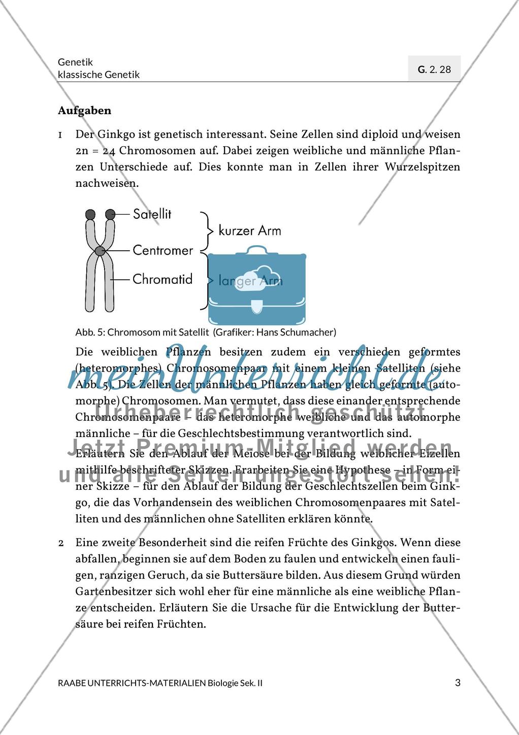 Ginkgo biloba – ein lebendes Fossil? Preview 6