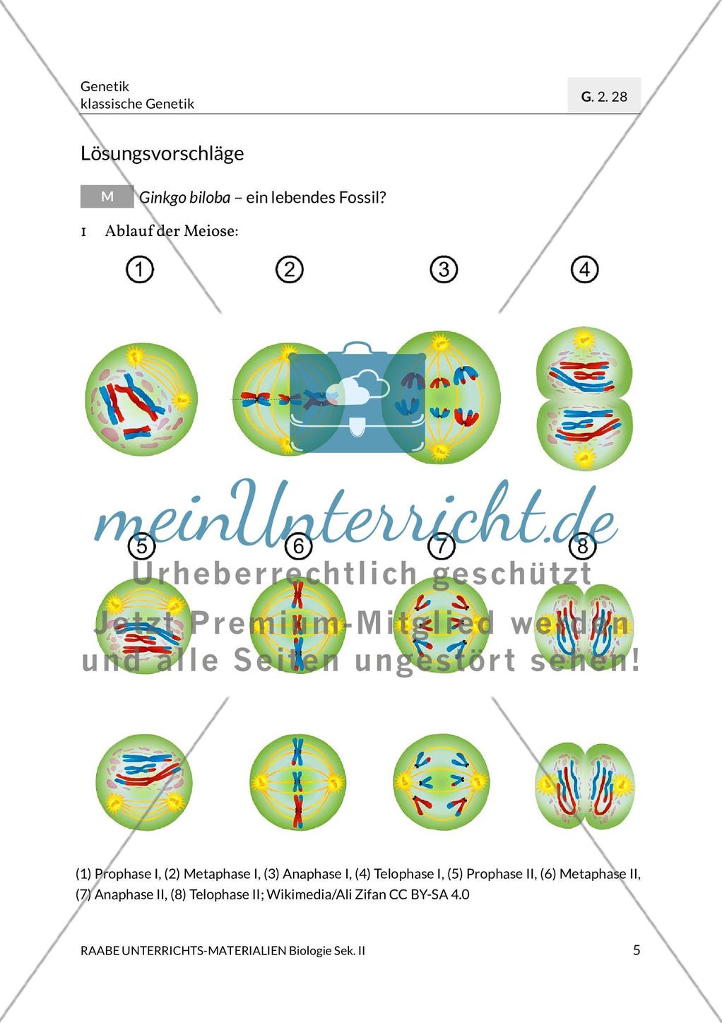 Ginkgo biloba – ein lebendes Fossil? Preview 8