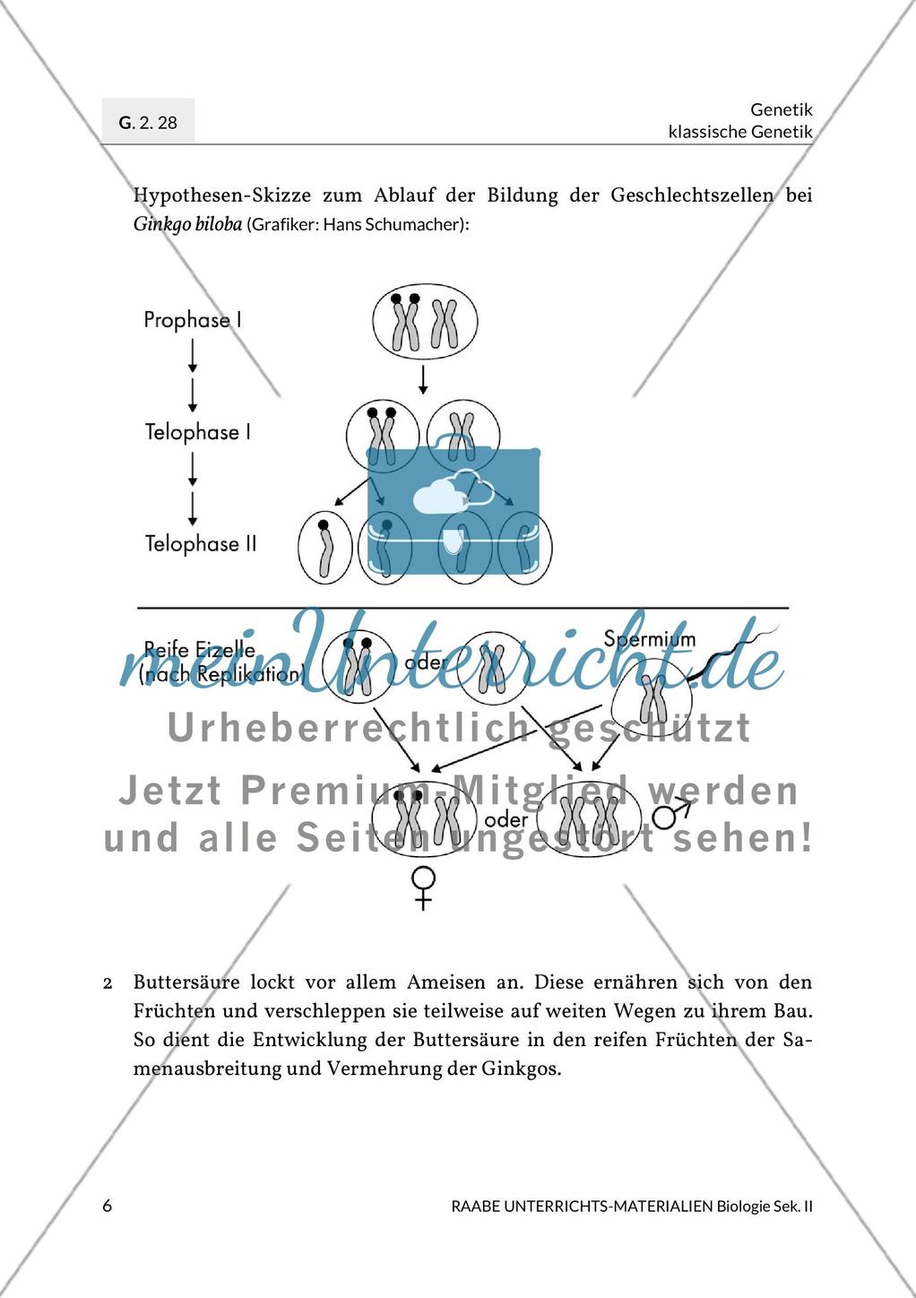 Ginkgo biloba – ein lebendes Fossil? Preview 9