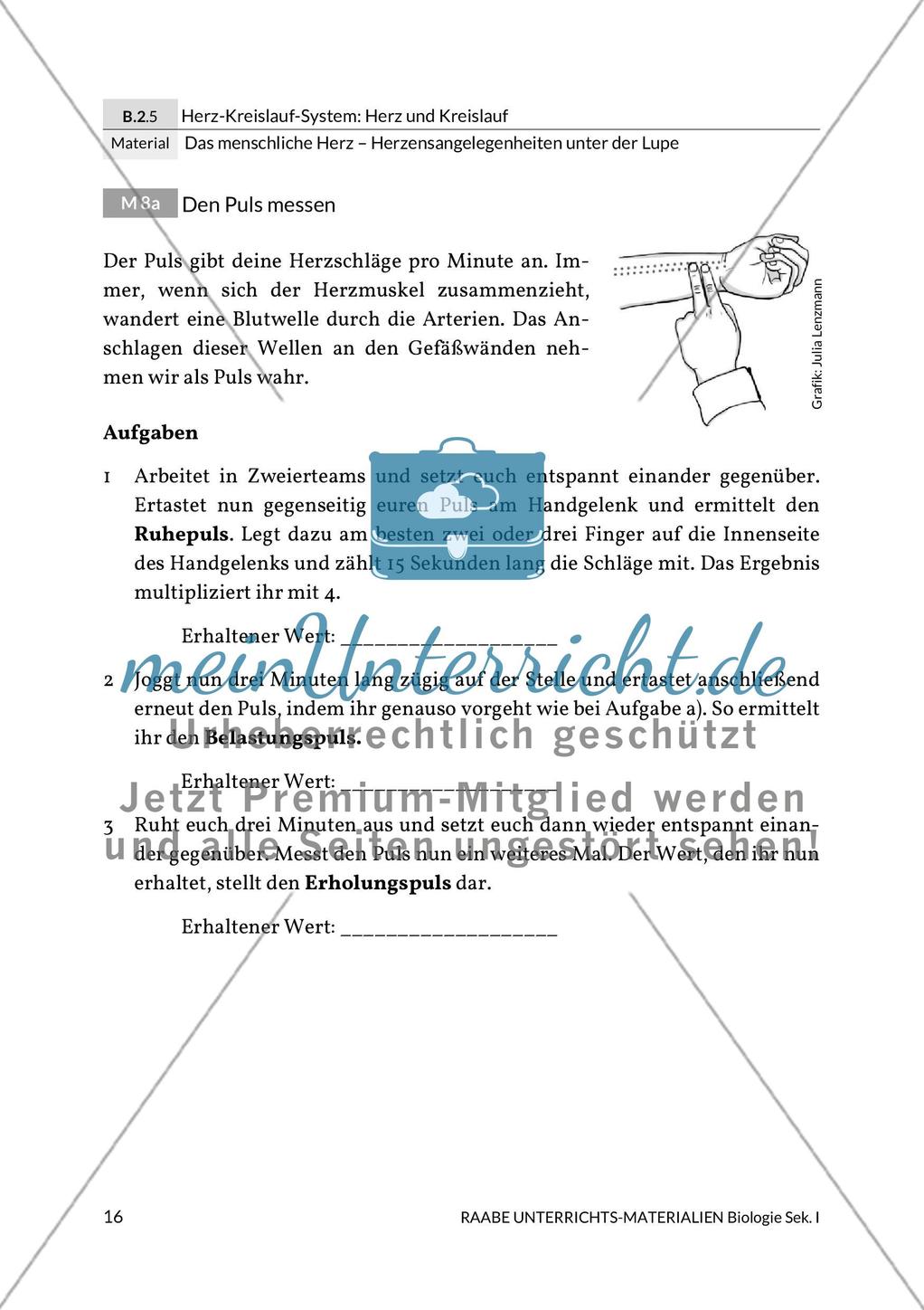 Den Puls messen/Den Blutdruck messen / Messergebnisse der Pulsmessung graphisch umsetzen Preview 1