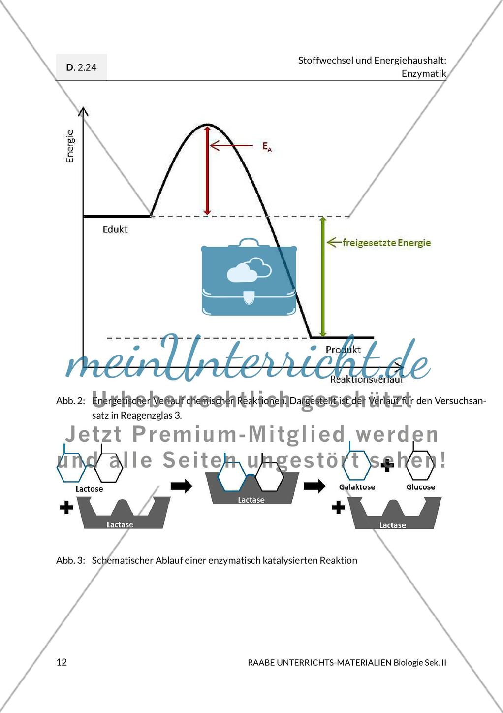 Was macht denn die Lactase? Eigenschaften von Enzymen Preview 5