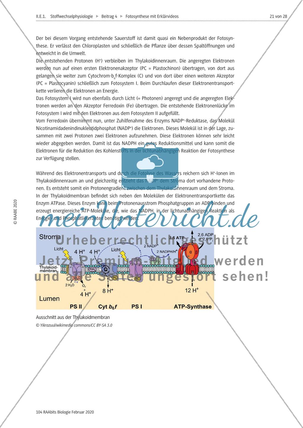 Das Storyboard zur lichtabhängigen bzw. lichtunabhängigen Reaktion der Fotosynthese Preview 2