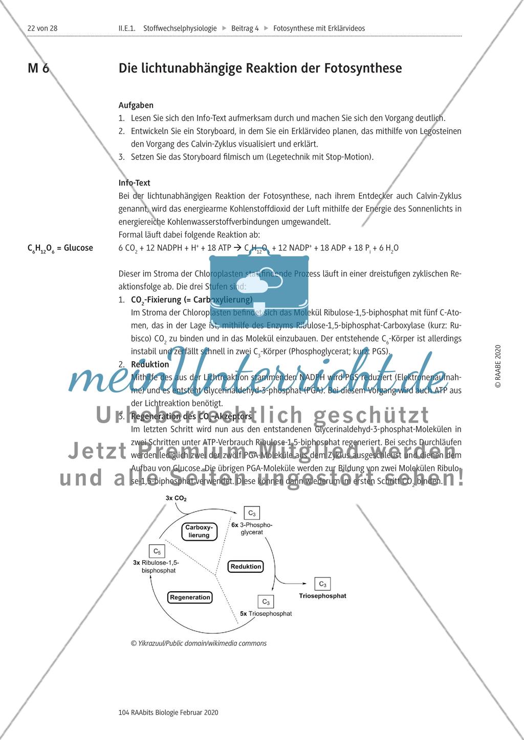 Das Storyboard zur lichtabhängigen bzw. lichtunabhängigen Reaktion der Fotosynthese Preview 3