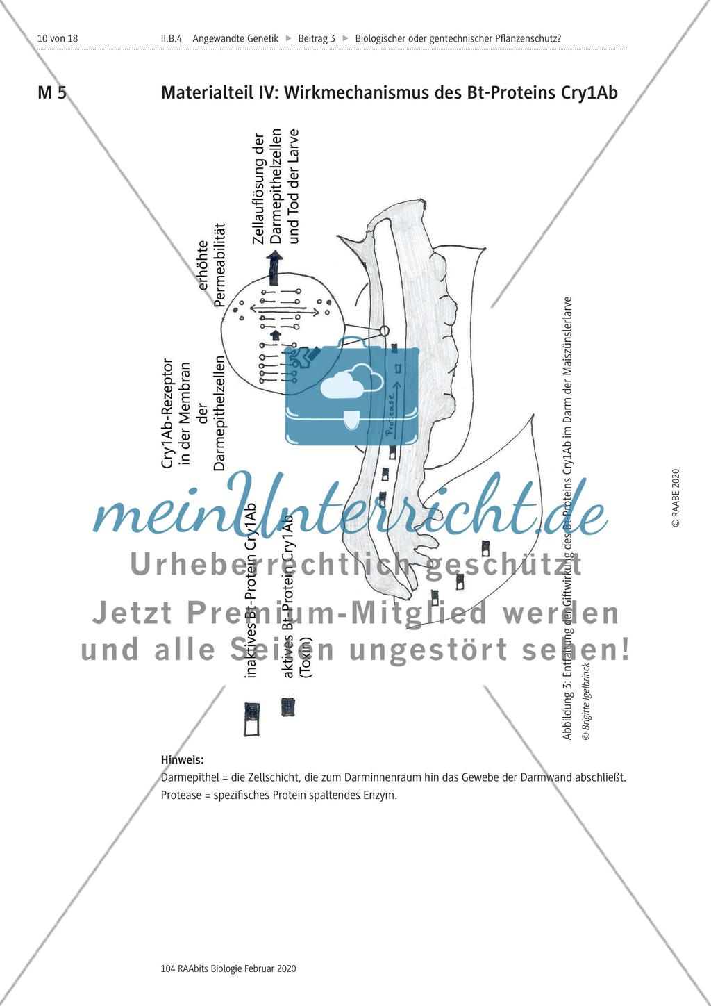 Biologischer oder gentechnischer Pflanzenschutz? Preview 10