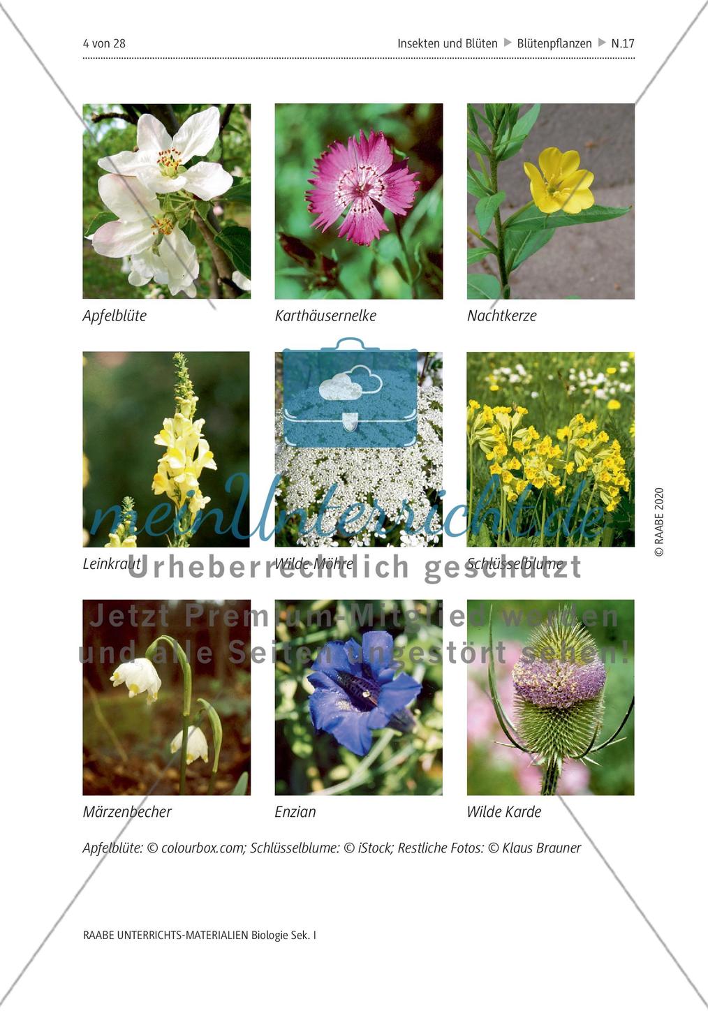 Insekten und Blüten: M1-M3 Preview 2