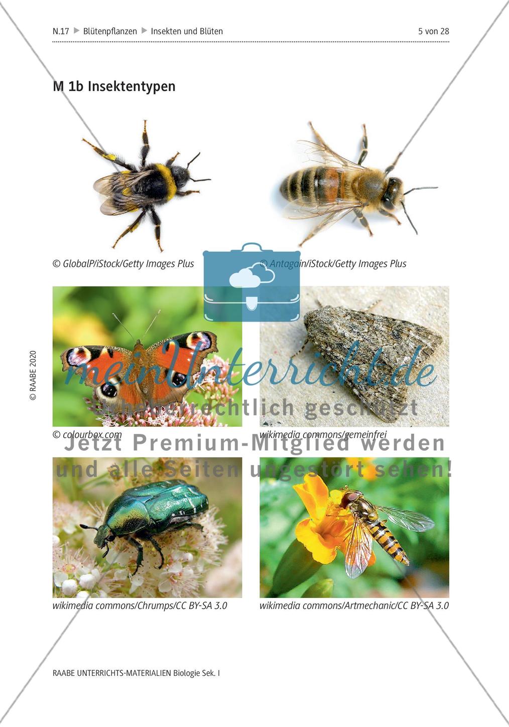 Insekten und Blüten: M1-M3 Preview 3