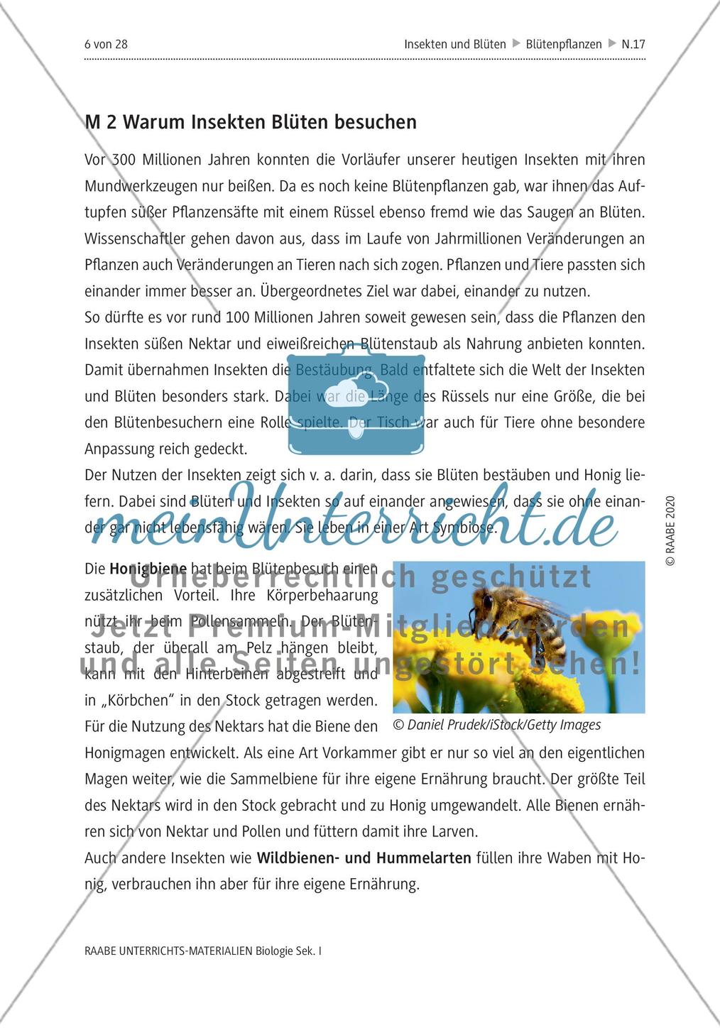 Insekten und Blüten: M1-M3 Preview 4