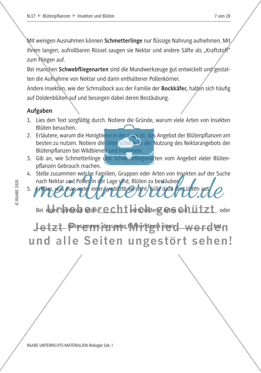 Insekten und Blüten: M1-M3 Preview 5