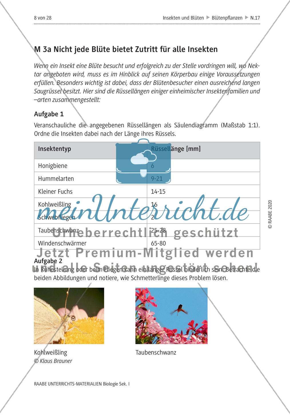 Insekten und Blüten: M1-M3 Preview 6