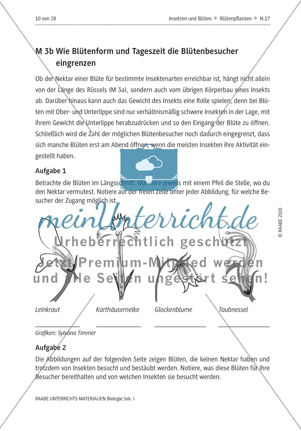 Insekten und Blüten: M1-M3 Preview 8