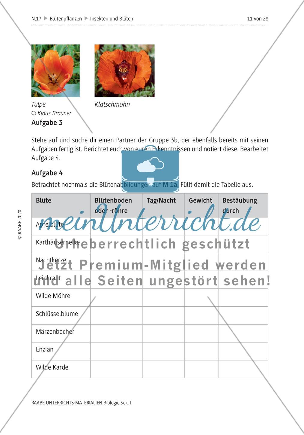 Insekten und Blüten: M1-M3 Preview 9