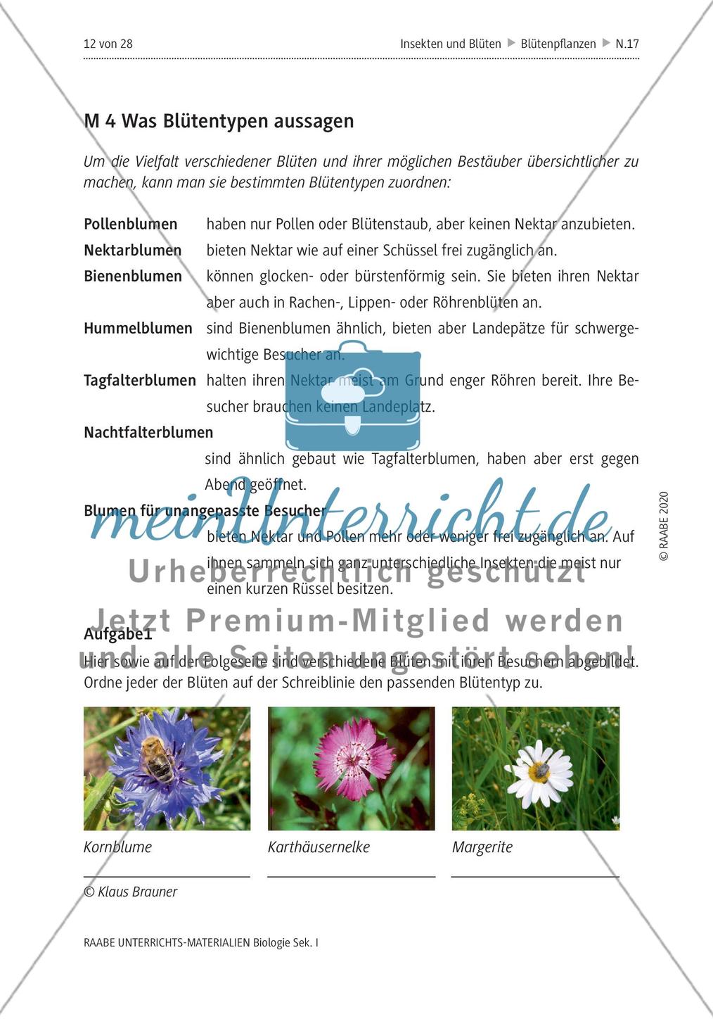 Insekten und Blüten: M4-M8 Preview 1
