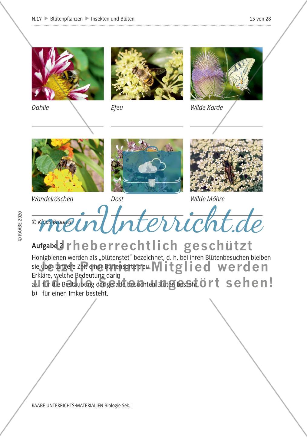 Insekten und Blüten: M4-M8 Preview 2