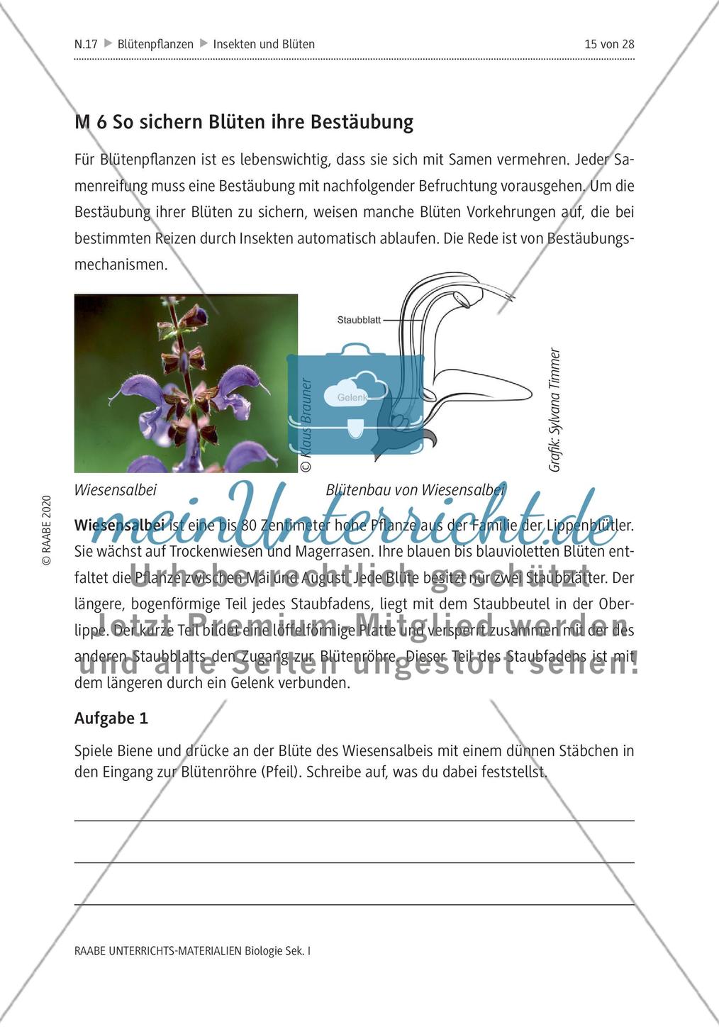 Insekten und Blüten: M4-M8 Preview 4