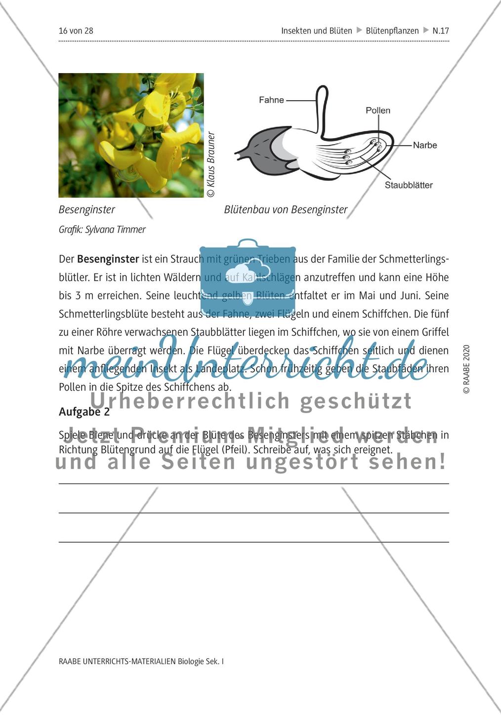 Insekten und Blüten: M4-M8 Preview 5