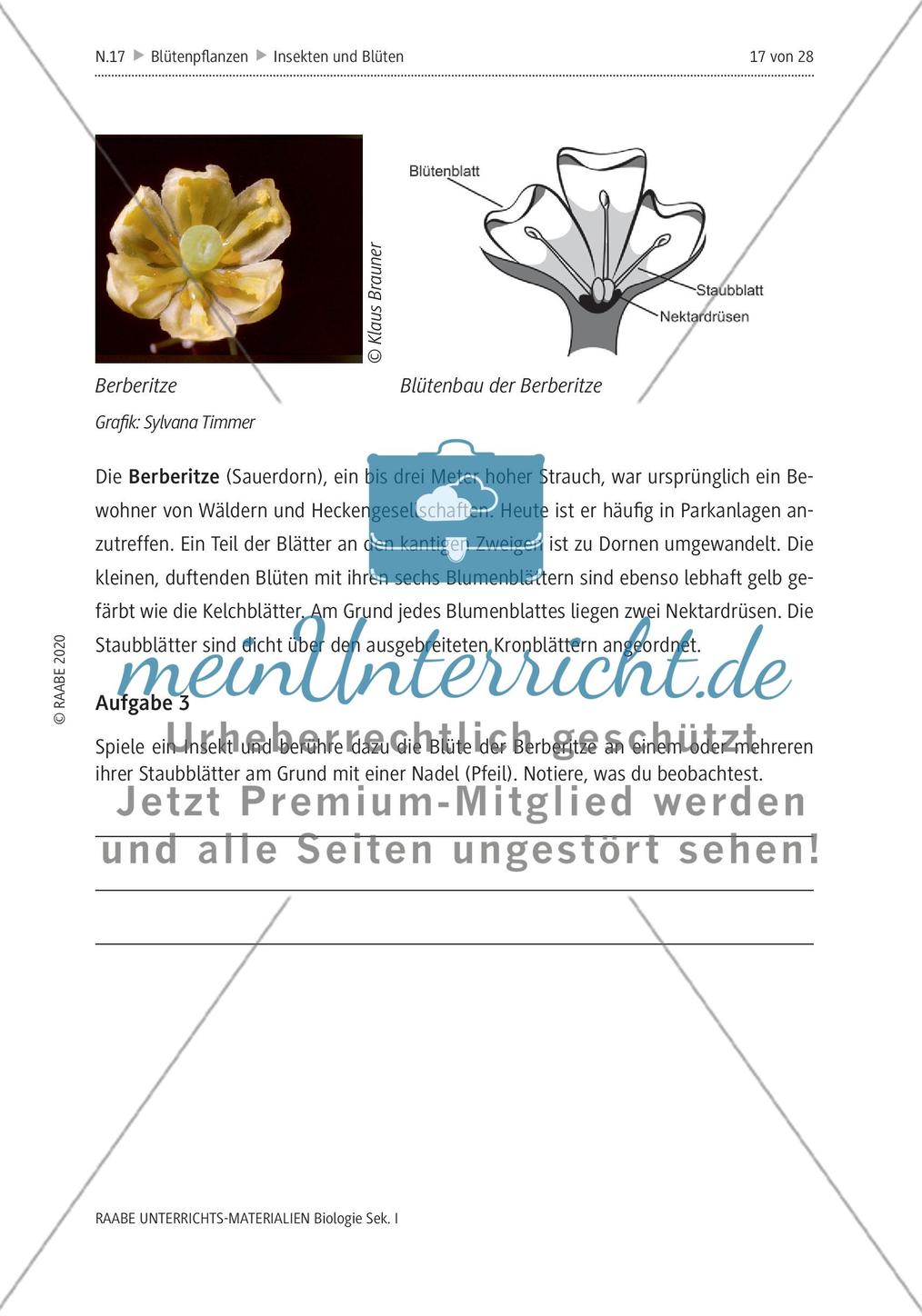 Insekten und Blüten: M4-M8 Preview 6
