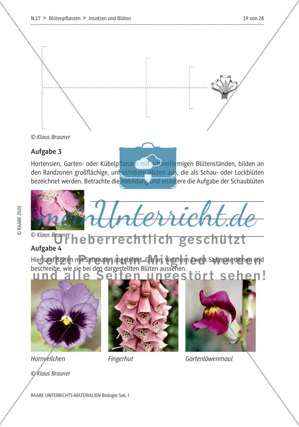 Insekten und Blüten: M4-M8 Preview 8