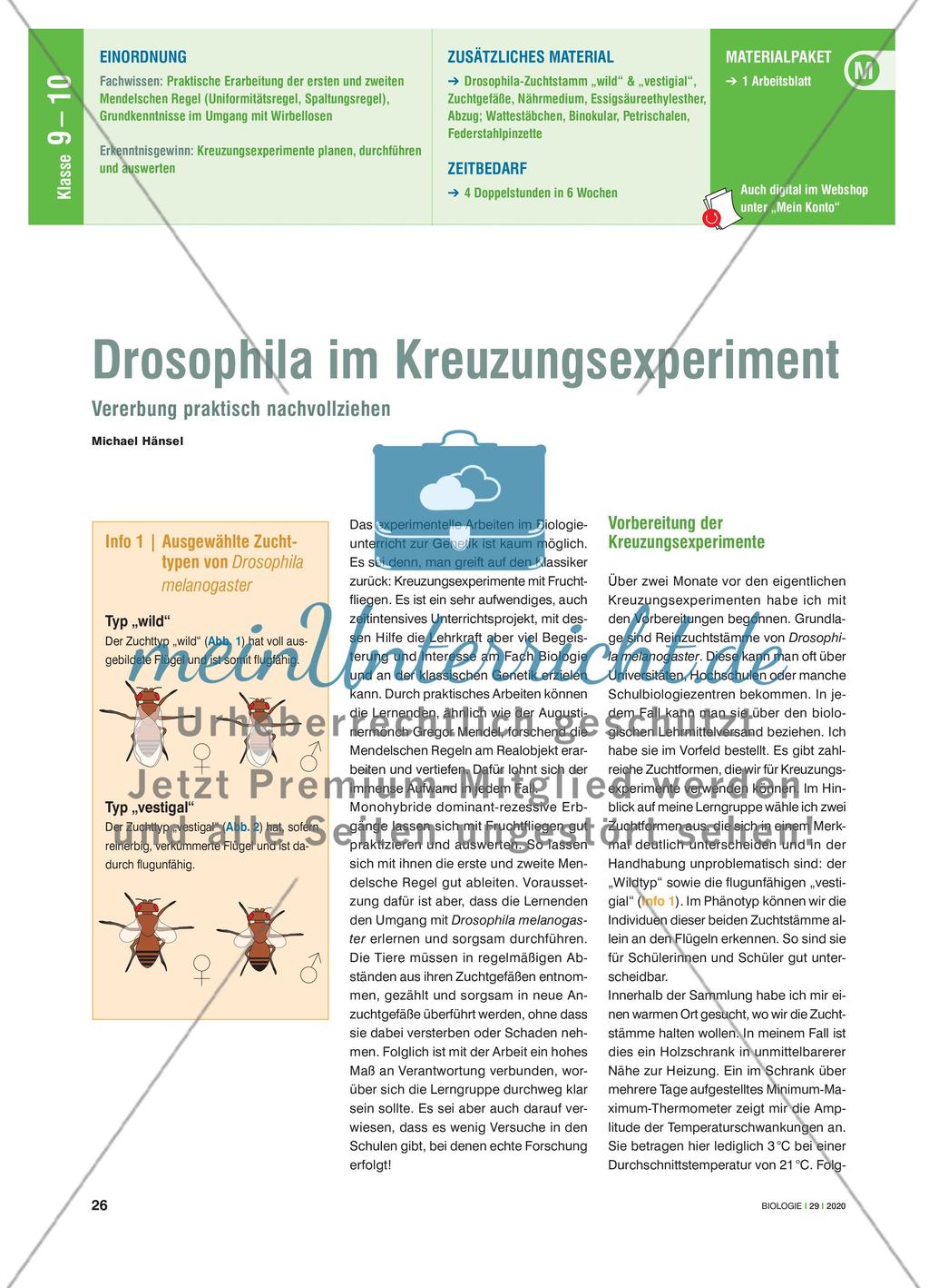 Drosophila im Kreuzungsexperiment - Vererbung praktisch nachvollziehen Preview 1
