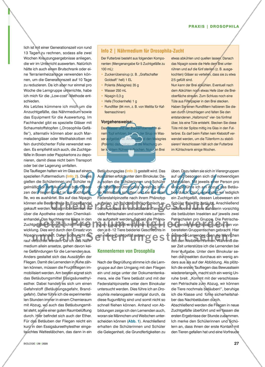 Drosophila im Kreuzungsexperiment - Vererbung praktisch nachvollziehen Preview 2