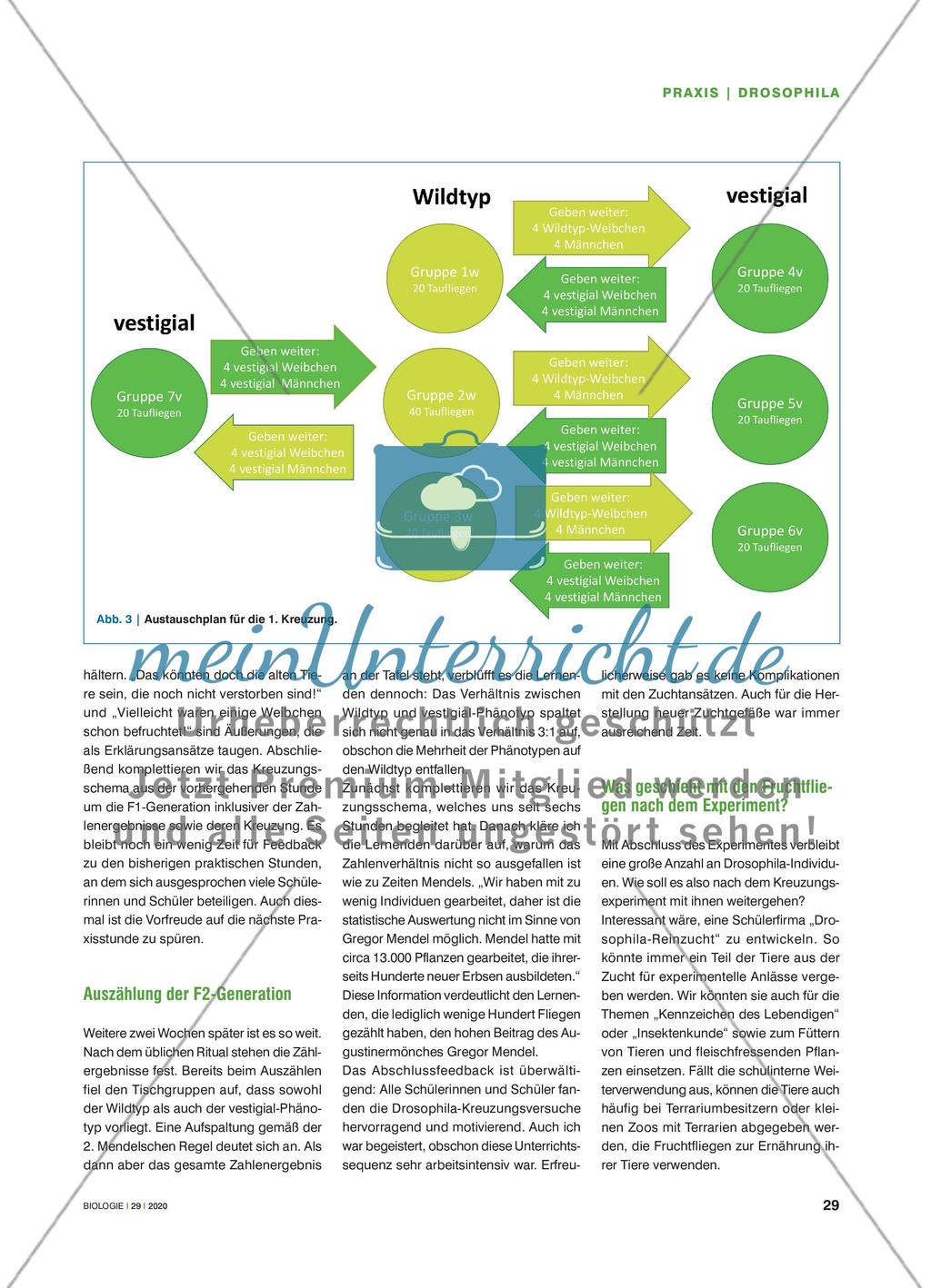 Drosophila im Kreuzungsexperiment - Vererbung praktisch nachvollziehen Preview 4