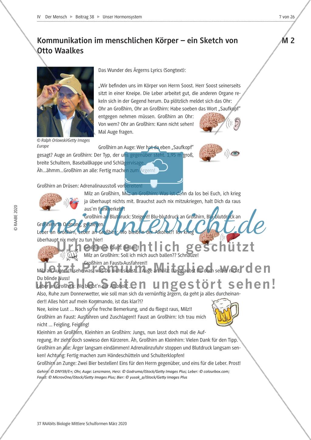 Hormone sowie Hormondrüsen und ihre Wirkung im Körper Preview 1