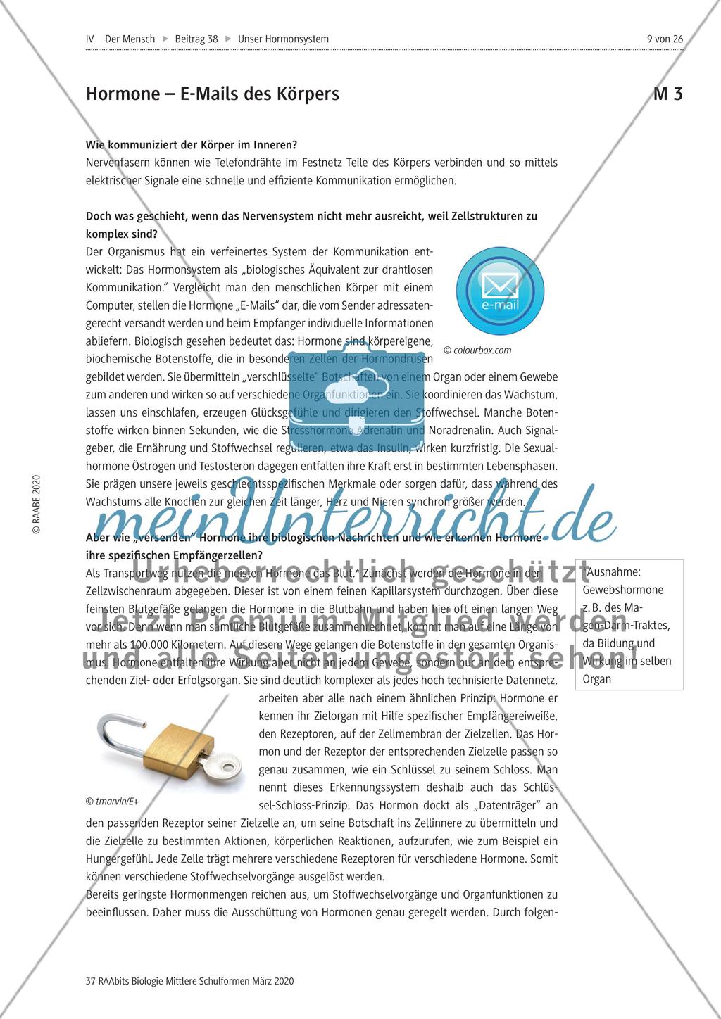 Hormone sowie Hormondrüsen und ihre Wirkung im Körper Preview 3