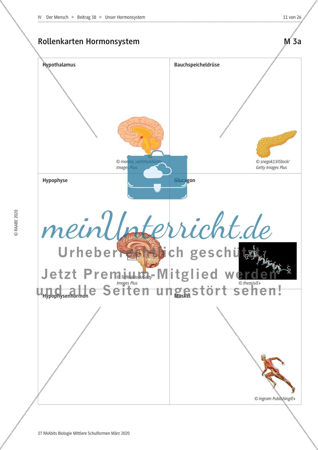 Hormone sowie Hormondrüsen und ihre Wirkung im Körper Preview 5