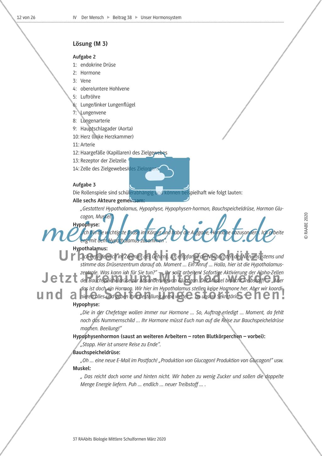 Hormone sowie Hormondrüsen und ihre Wirkung im Körper Preview 6
