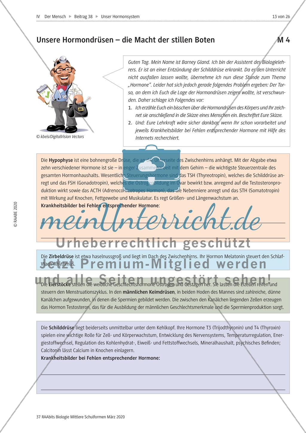 Hormone sowie Hormondrüsen und ihre Wirkung im Körper Preview 7