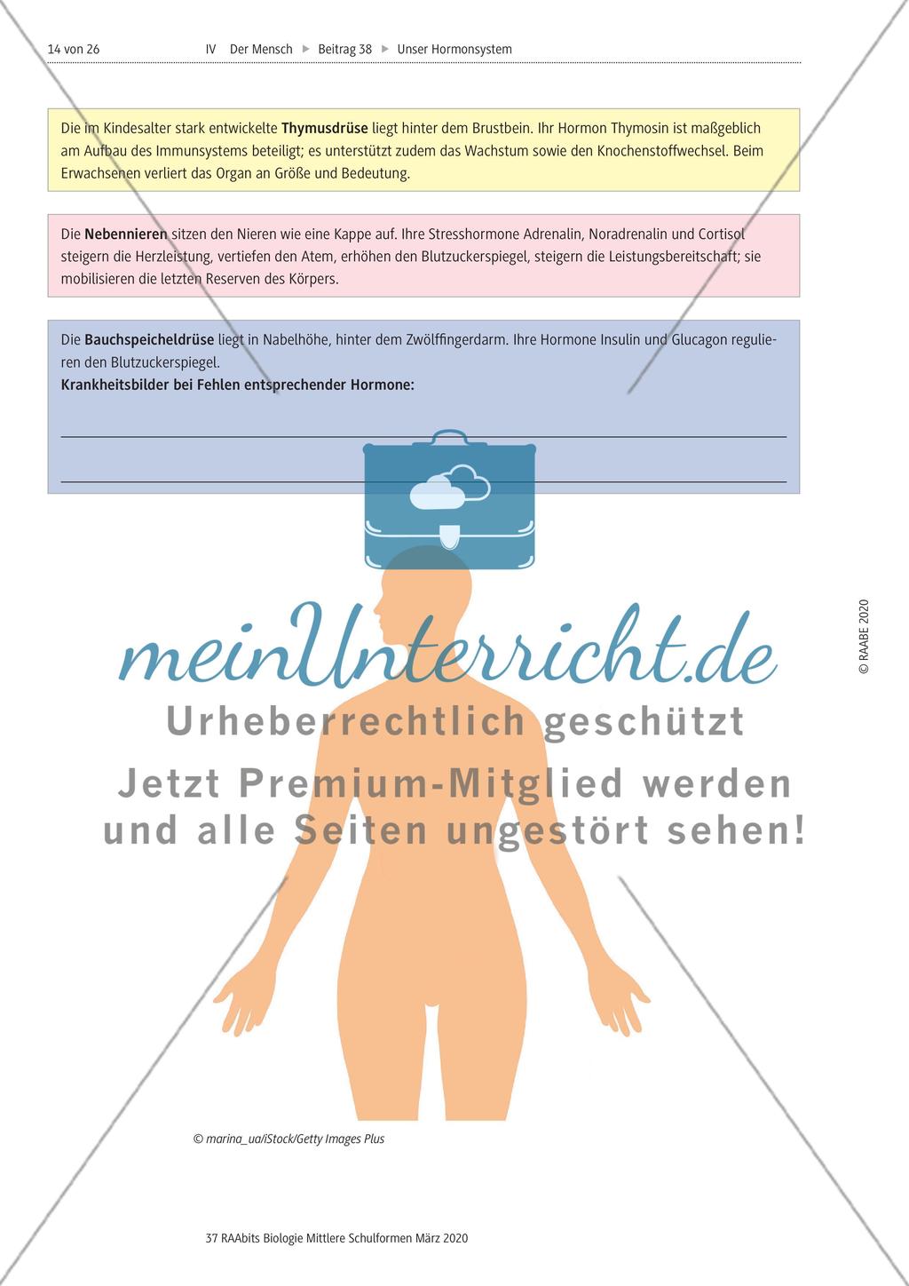 Hormone sowie Hormondrüsen und ihre Wirkung im Körper Preview 8