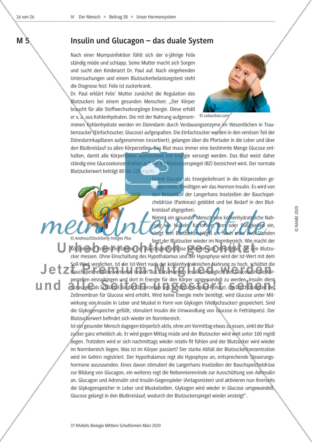 Insulin und Glucagon Preview 1