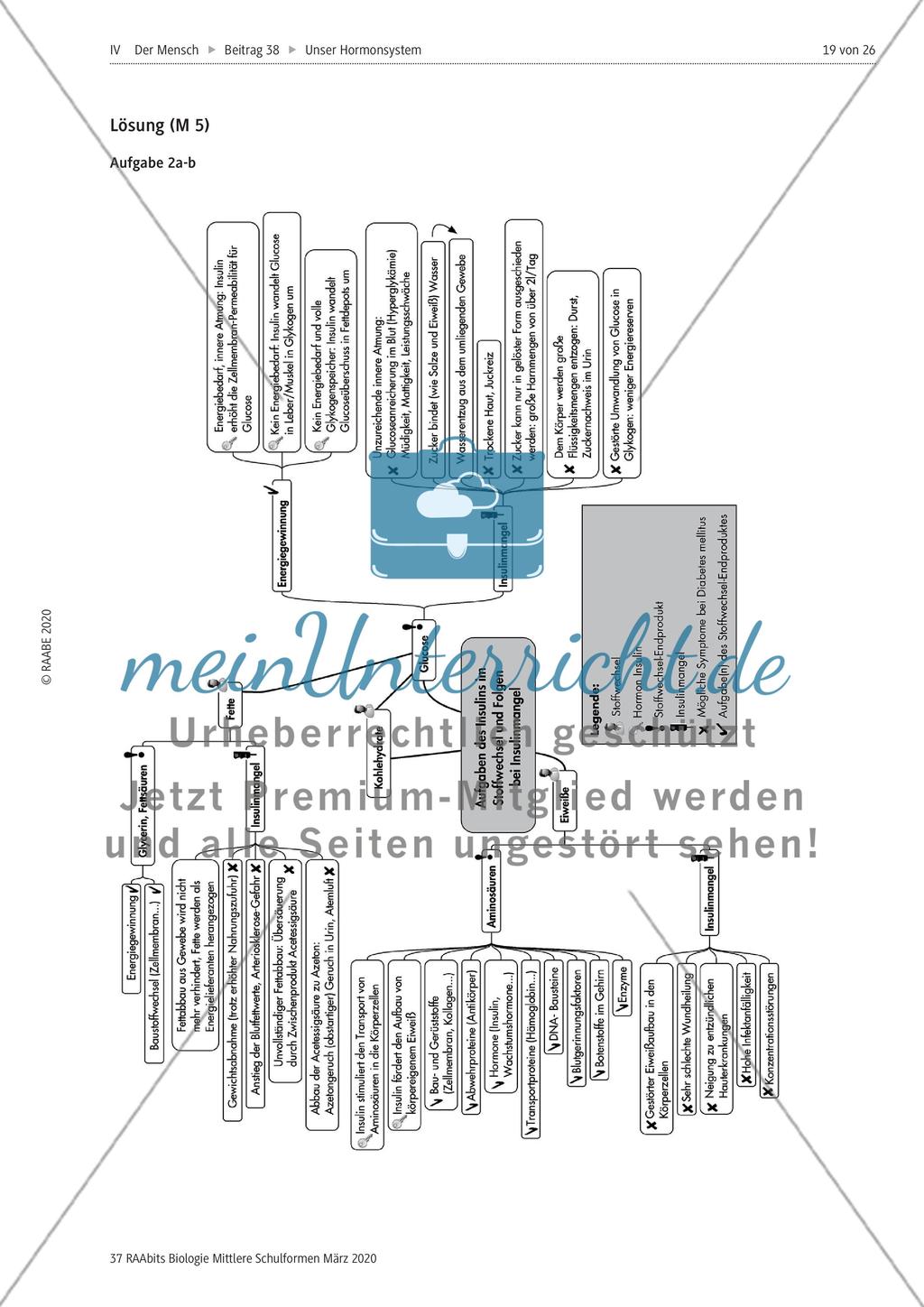 Insulin und Glucagon Preview 4