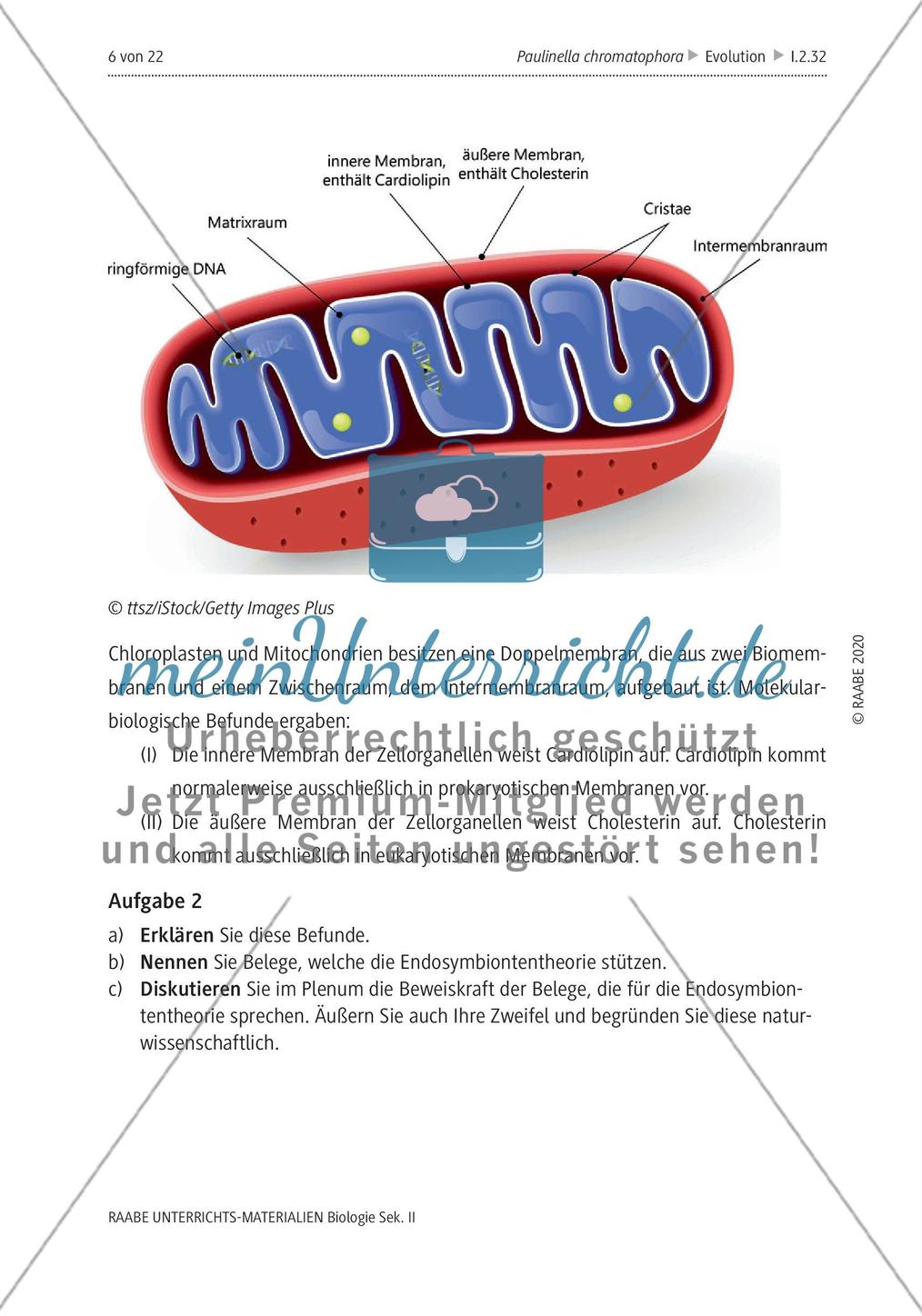 Die Endosymbiontentheorie Preview 3