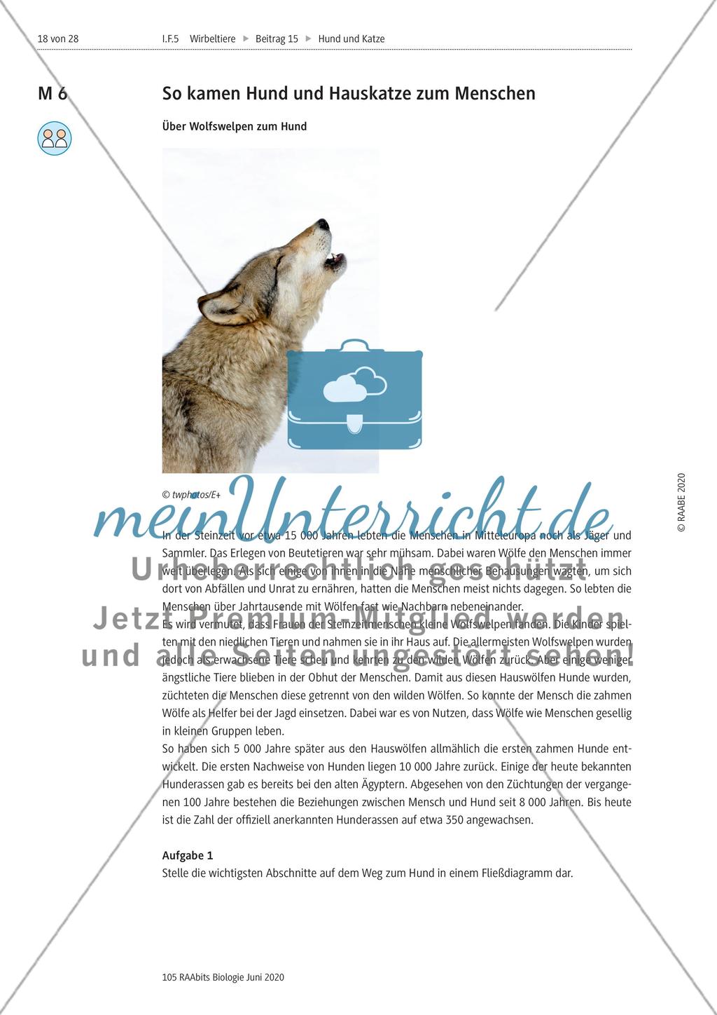 Domestizierung von Hund und Katze Preview 1