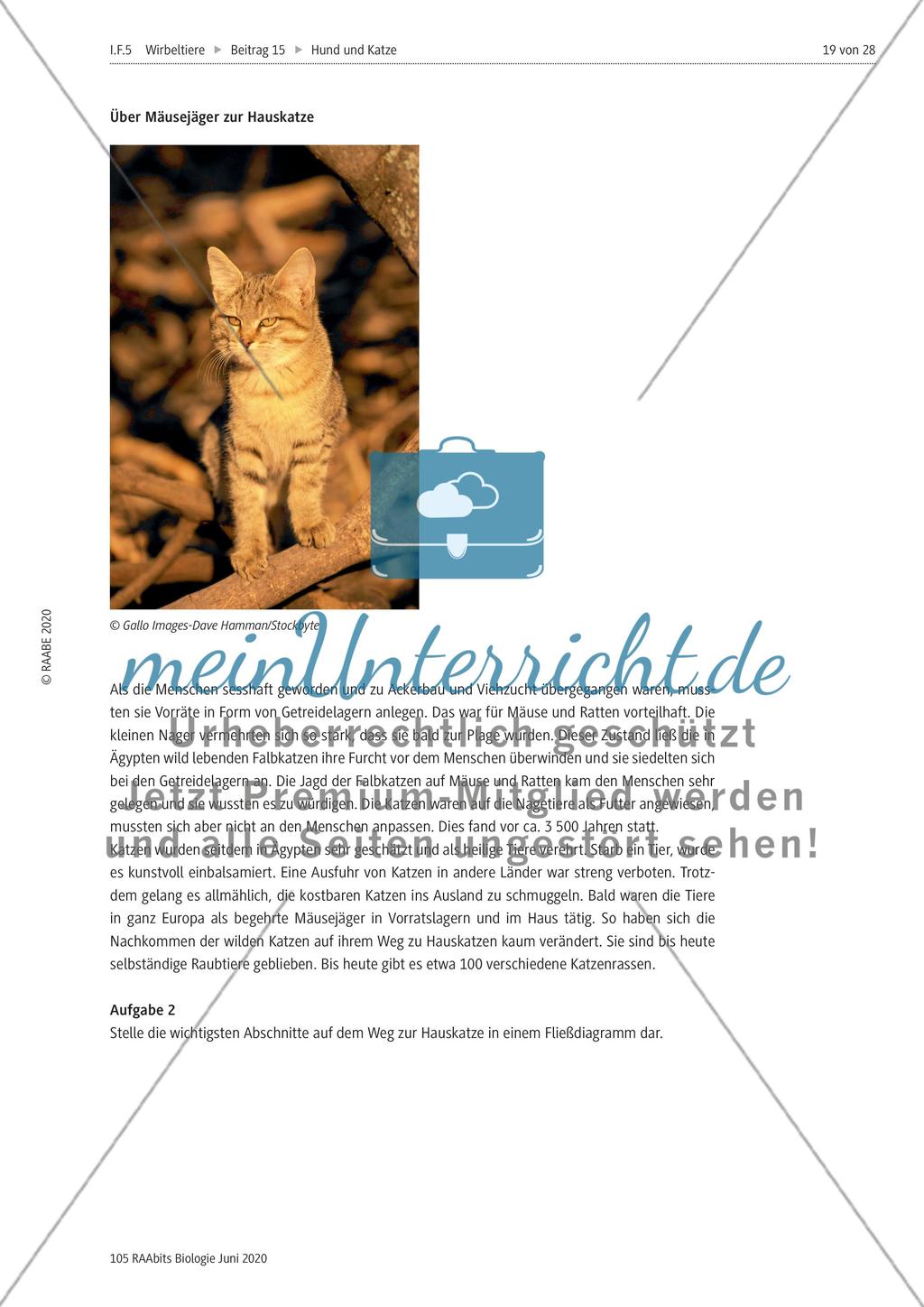 Domestizierung von Hund und Katze Preview 2
