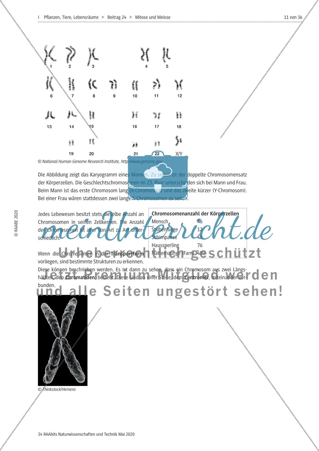Mitose und Meiose erleben Preview 11