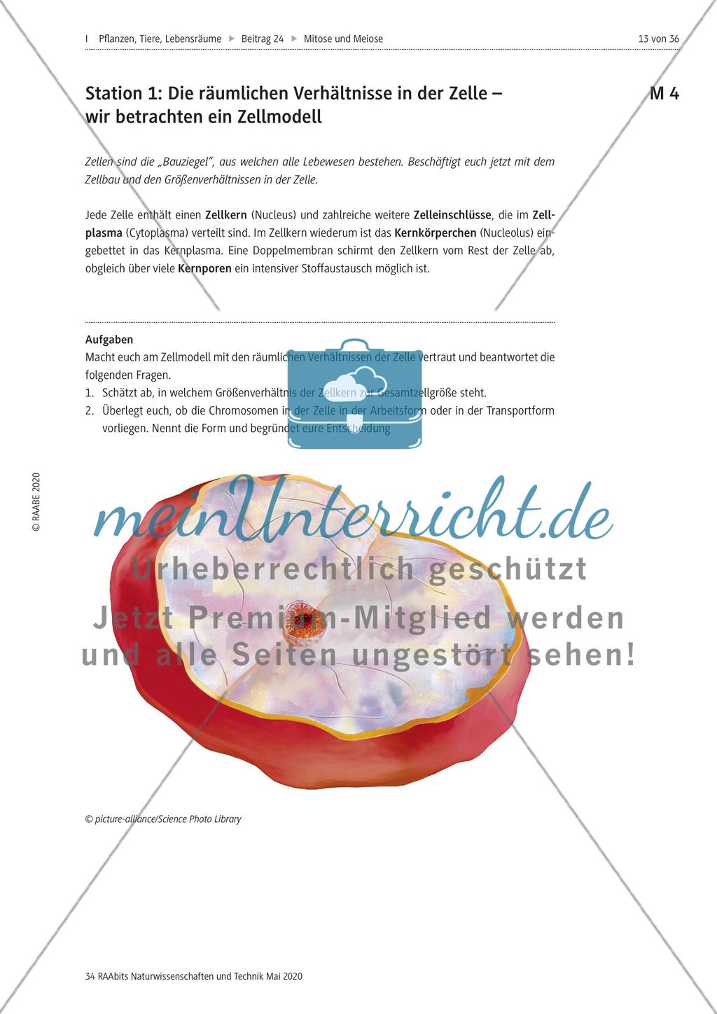 Mitose und Meiose erleben Preview 13