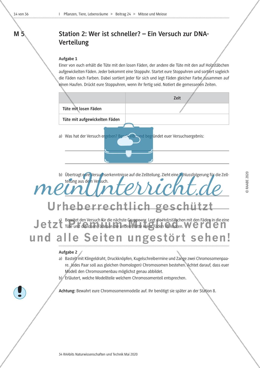 Mitose und Meiose erleben Preview 14