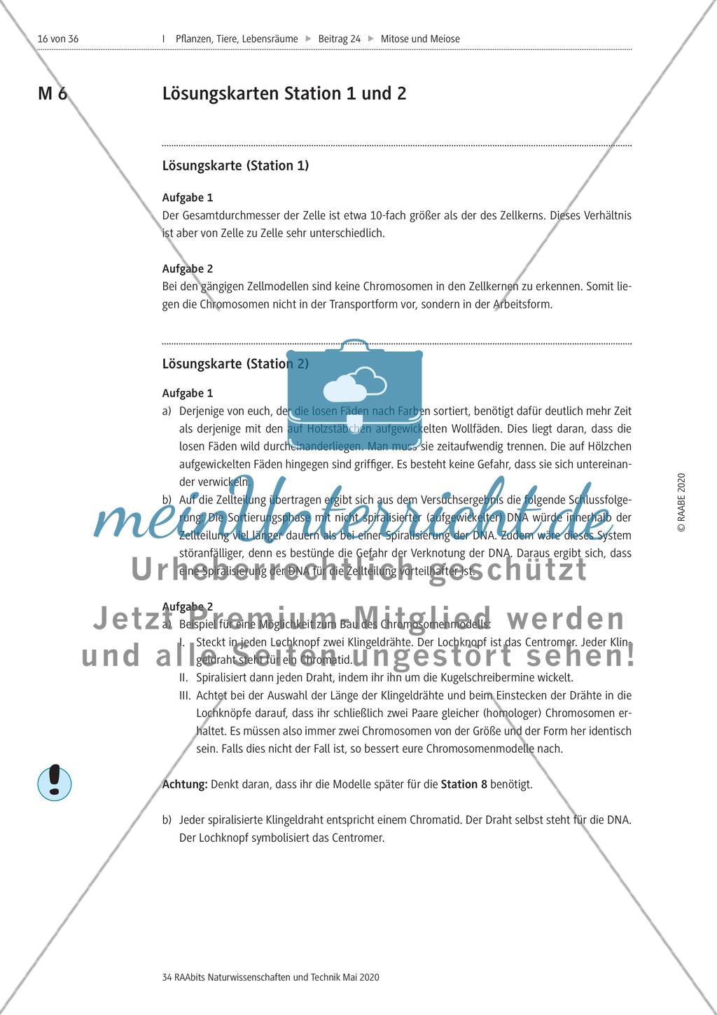 Mitose und Meiose erleben Preview 16