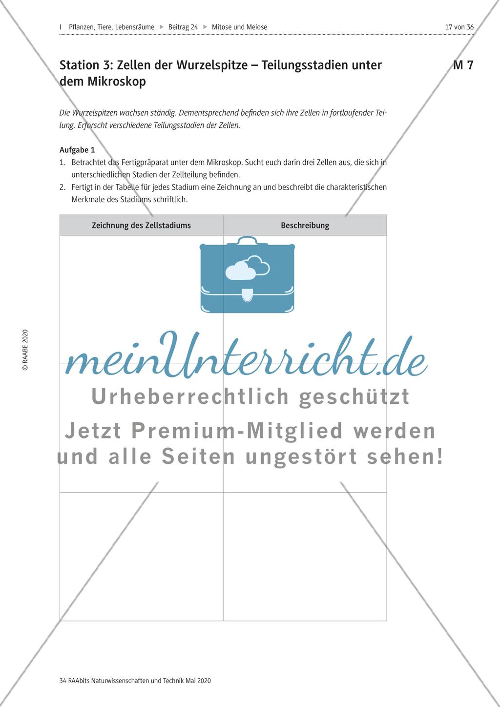 Mitose und Meiose erleben Preview 17