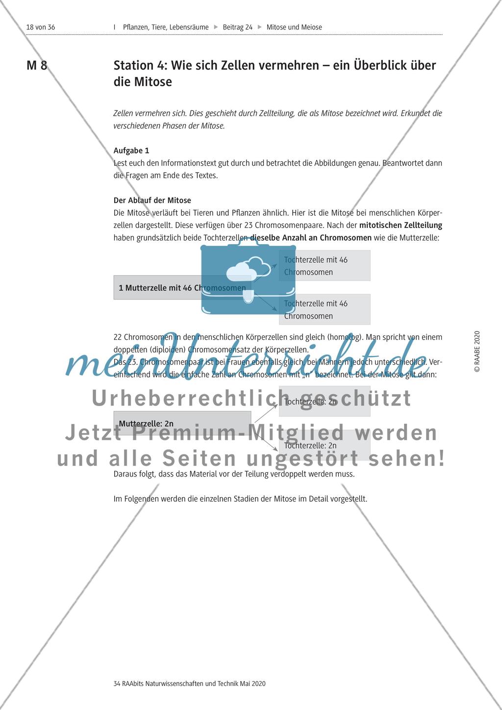 Mitose und Meiose erleben Preview 18