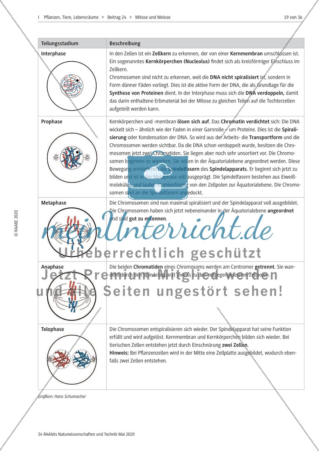 Mitose und Meiose erleben Preview 19