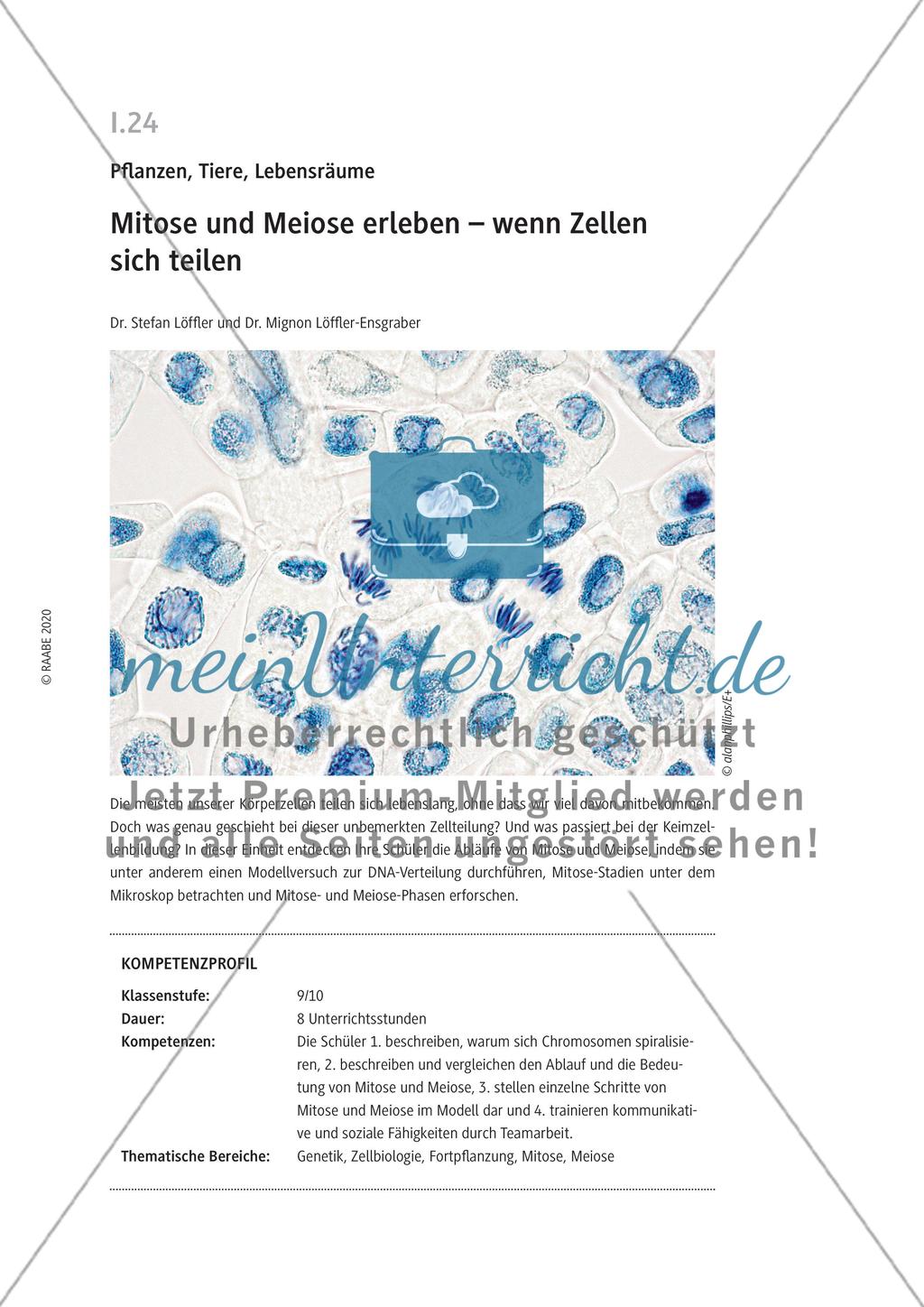 Mitose und Meiose erleben Preview 1