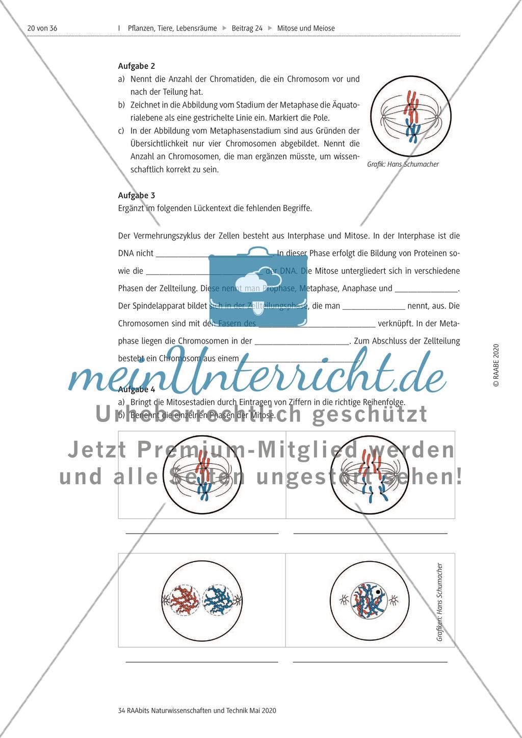 Mitose und Meiose erleben Preview 20