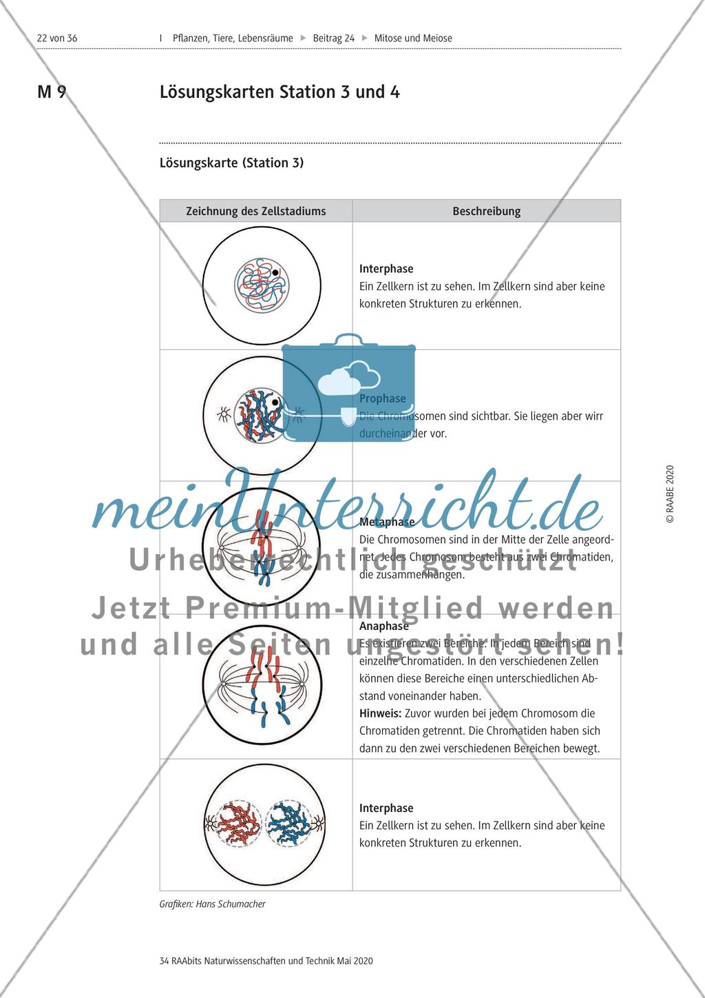 Mitose und Meiose erleben Preview 22