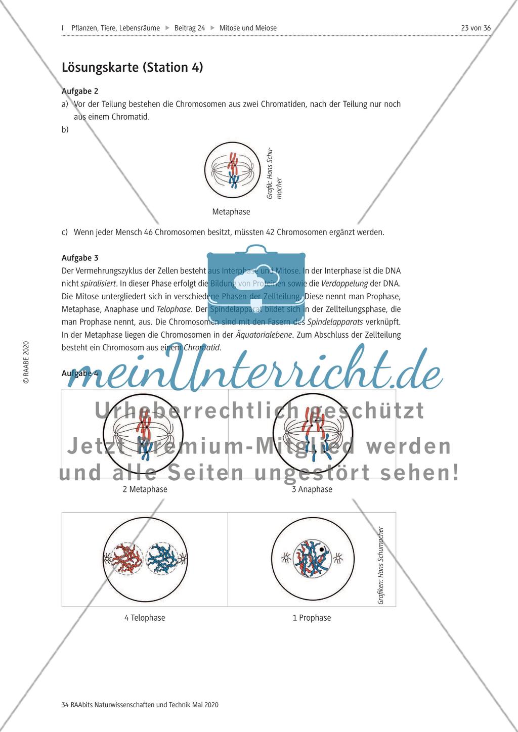 Mitose und Meiose erleben Preview 23