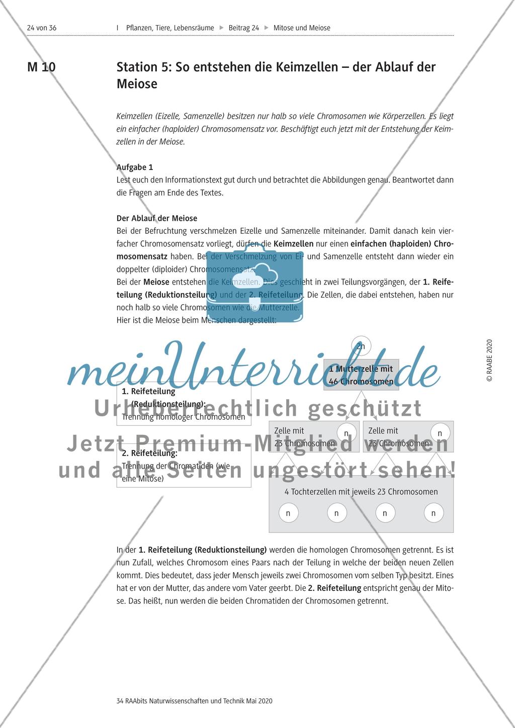 Mitose und Meiose erleben Preview 24