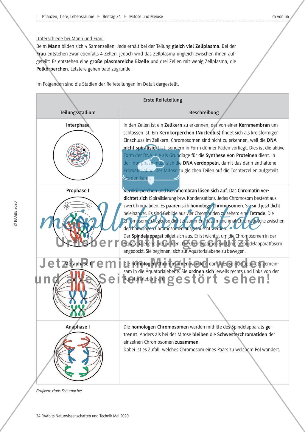 Mitose und Meiose erleben Preview 25