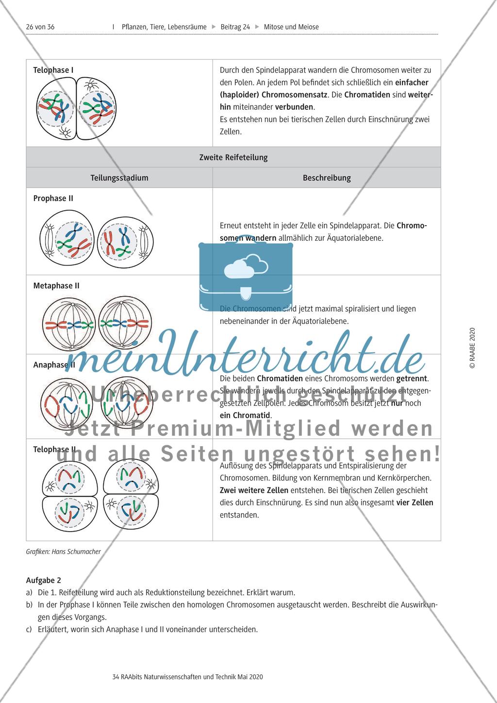 Mitose und Meiose erleben Preview 26